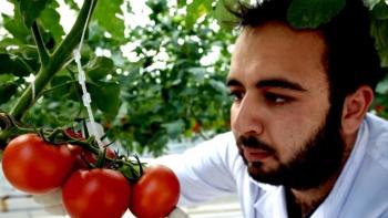 В Турции сняли первый урожай помидоров из геотермальных теплиц