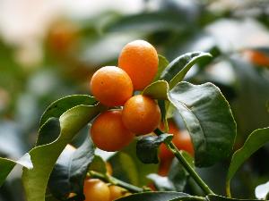 В Анталии поспел урожай «золотых апельсинов»