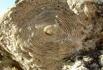 В Турции нашли нуммулит возрастом 50 млн лет