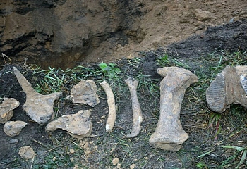 В Турции нашли кости животных, живших 9 млн лет назад