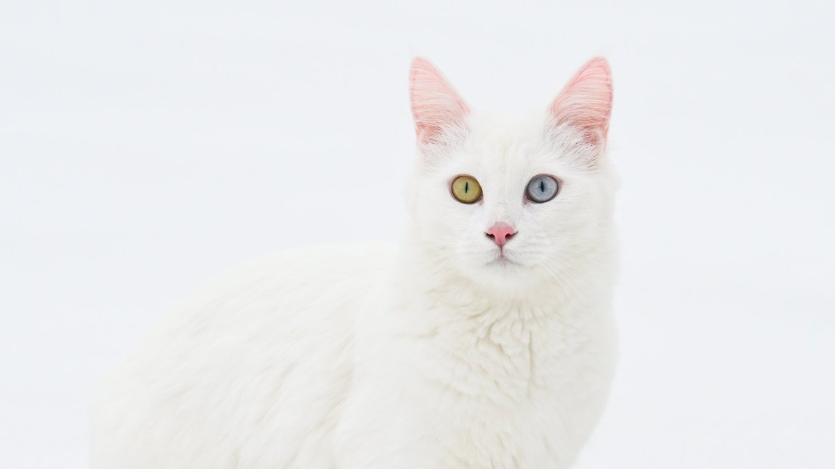 Ванские кошки