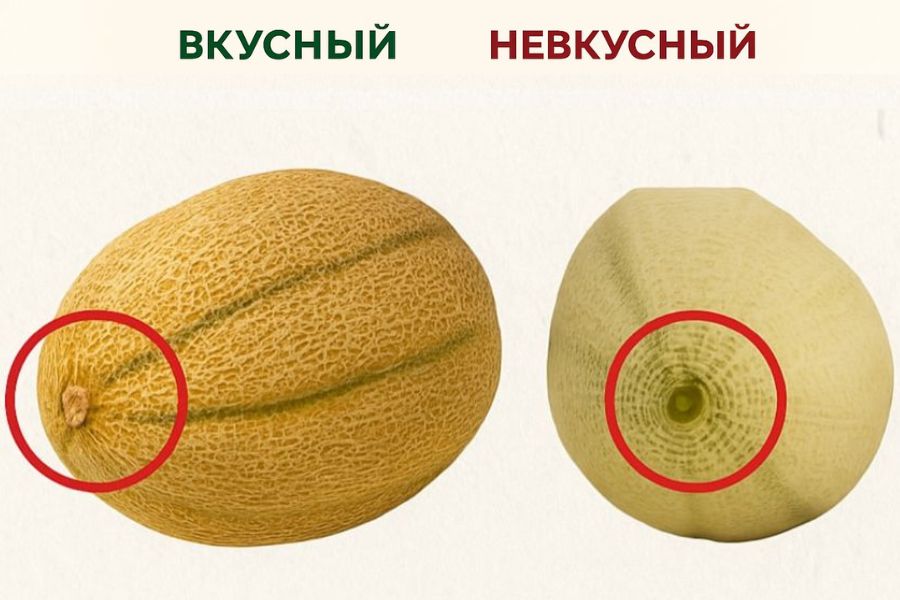 Дыня турция