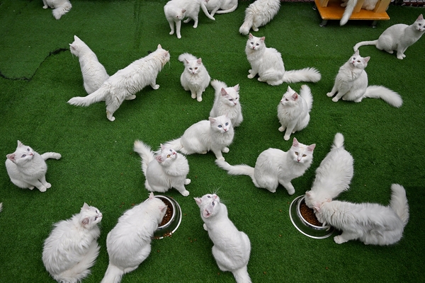 В Турции сохраняют уникальную породу ванских кошек