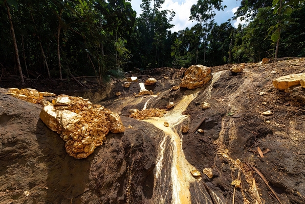 В Суринаме обнаружено высокосортное месторождение золота