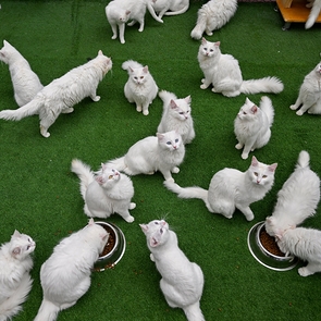 Сохранение ванских кошек в Турции: новый сезон 2026