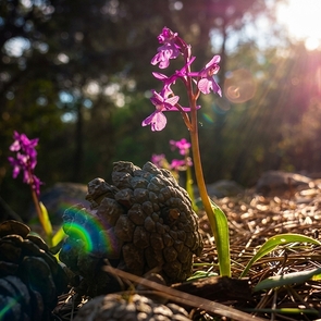В Анталье зацвели анатолийские орхидеи, находящиеся под угрозой исчезновения