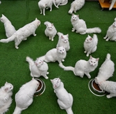 Сохранение ванских кошек в Турции: новый сезон 2026