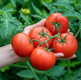 Анкарский Ayaş вошёл в топ лучших томатов мира