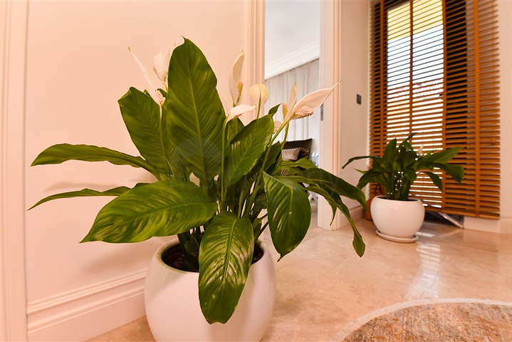 Вилла с дизайнерским ремонтом 5+1