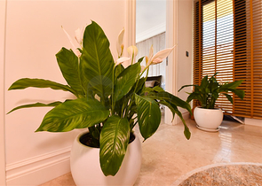 Вилла с дизайнерским ремонтом 5+1