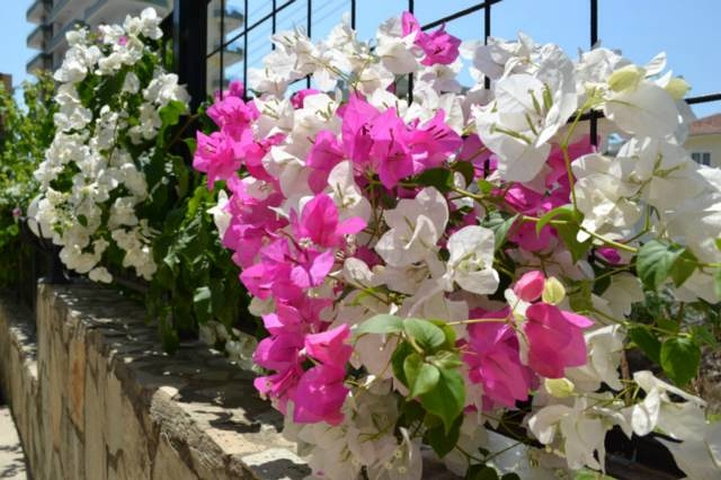 Квартира с мебелью в хорошем комплексе в Махмутларе в аренду