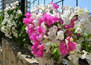 Квартира с мебелью в хорошем комплексе в Махмутларе в аренду