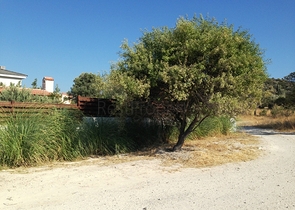 Вилла с большим участком с зеленым садом в Алачаты