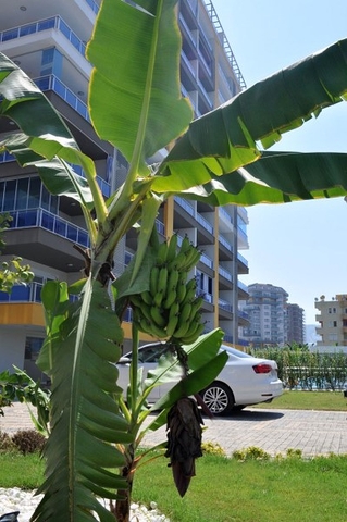 Новый элитный проект в Махмутларе