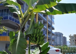 Новый элитный проект в Махмутларе