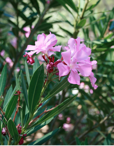 Элитный проект вилл в Бейджике Кемере
