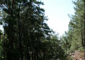 Элитный проект вилл в Бейджике Кемере