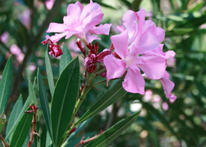 Элитный проект вилл в Бейджике Кемере