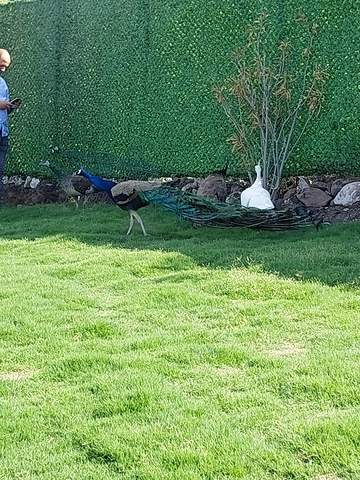 Виллы и пентхаусы с видом на крепость Бодрума