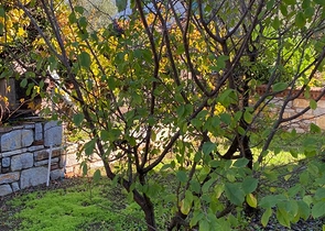 Частная вилла в окружении природы в районе Торба