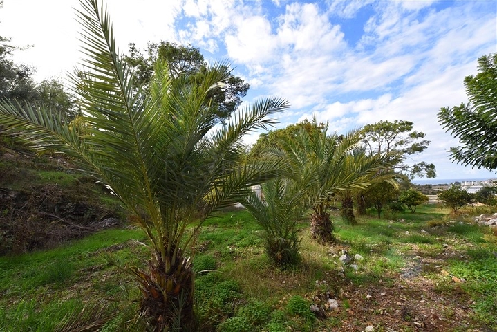 Шикарный дом с собственным бассейном и садом в районе Демирташ