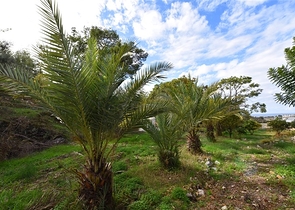 Шикарный дом с собственным бассейном и садом в районе Демирташ