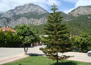 Меблированная квартира 2+1  с ремонтом в Гейнюке, Кемер