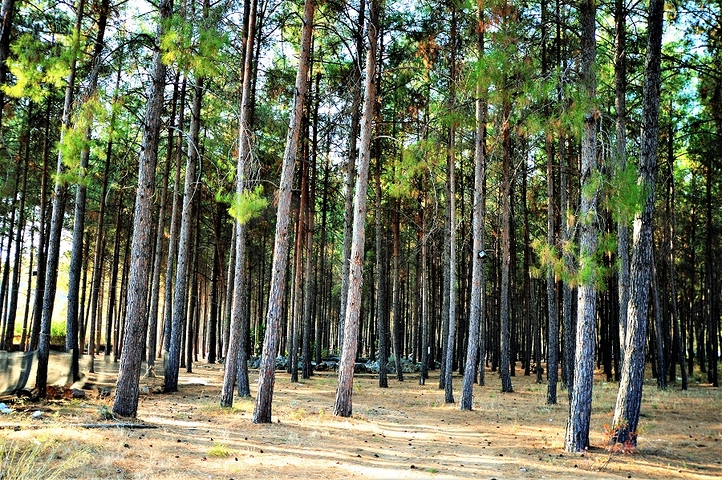 Земля под строительство частного дома в Дошемеалты