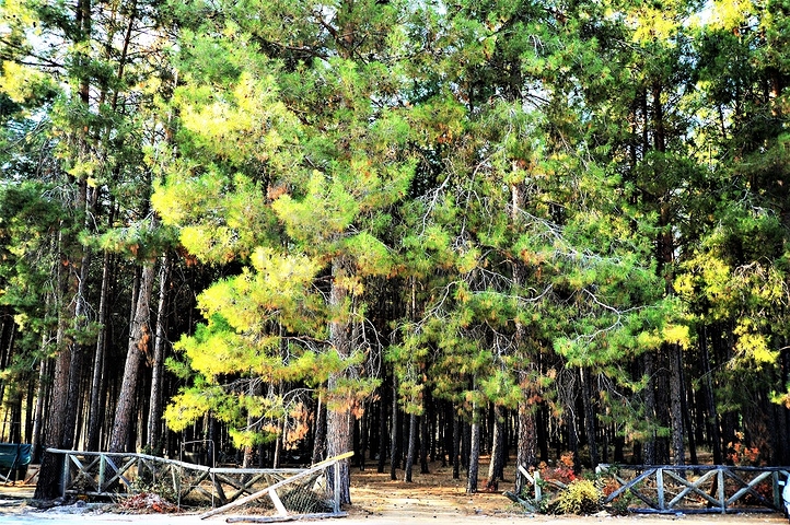 Земля под строительство частного дома в Дошемеалты