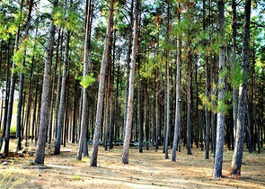 Земля под строительство частного дома в Дошемеалты