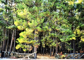 Земля под строительство частного дома в Дошемеалты