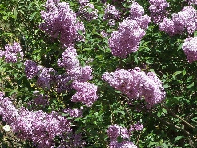 Усадьба-гостиница в тосканском стиле в Бейджике Кемере