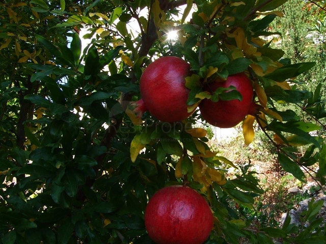 Усадьба-гостиница в тосканском стиле в Бейджике Кемере