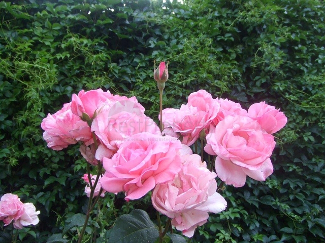 Усадьба-гостиница в тосканском стиле в Бейджике Кемере