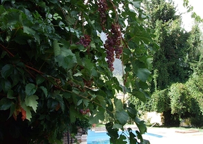 Усадьба-гостиница в тосканском стиле в Бейджике Кемере