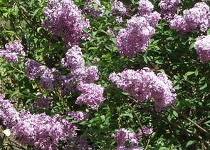 Усадьба-гостиница в тосканском стиле в Бейджике Кемере