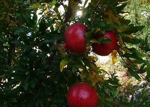 Усадьба-гостиница в тосканском стиле в Бейджике Кемере