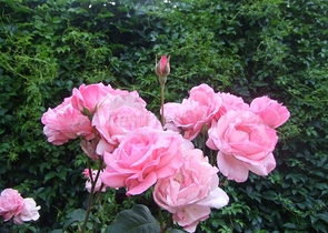 Усадьба-гостиница в тосканском стиле в Бейджике Кемере