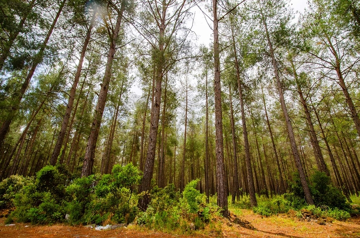 Отдельностоящая вилла 5+1 с бассейном в Ешилбахире  Анталья
