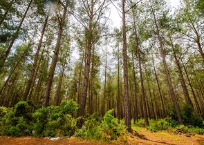 Отдельностоящая вилла 5+1 с бассейном в Ешилбахире  Анталья