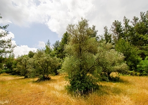 Отдельностоящая вилла 5+1 с бассейном в Ешилбахире  Анталья