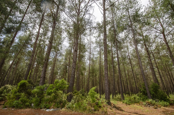 Частный дом в хвойном лесу в Дошемеальты Анталья