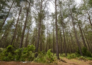 Частный дом в хвойном лесу в Дошемеальты Анталья