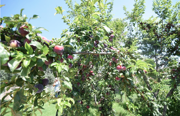 Отдельностоящая вилла 5+1 с бассейном в Алтынкале Дошемеальты