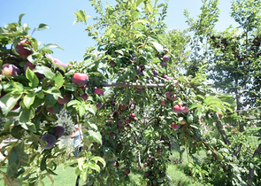 Отдельностоящая вилла 5+1 с бассейном в Алтынкале Дошемеальты