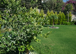 Уникальная резиденция в полуострове Бодрум! (2 этап)