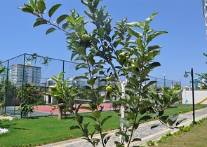 На продажу представлена квартира планировки 2+1 в районе Махмутлар