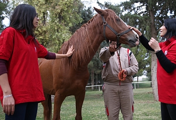 Турецких женщин научат обращаться с лошадьми