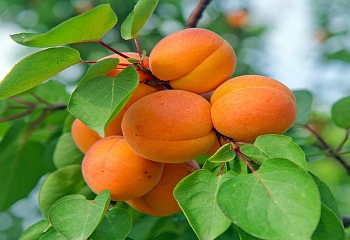 Экспортная цена турецких абрикосов выросла