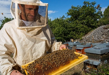  Пчеловоды всего мира соберутся  в Турции